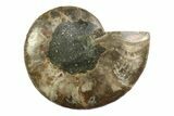 Cut & Polished Ammonite Fossil (Half) - Madagascar #354135-1